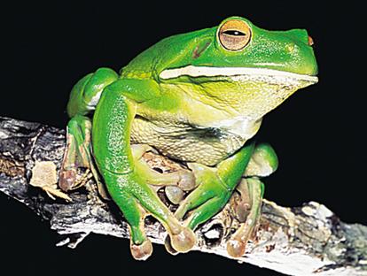 frog-2.jpg